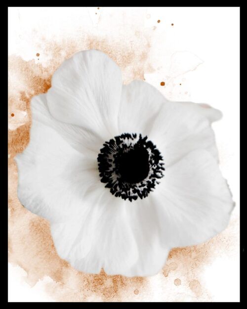 Té Blanco