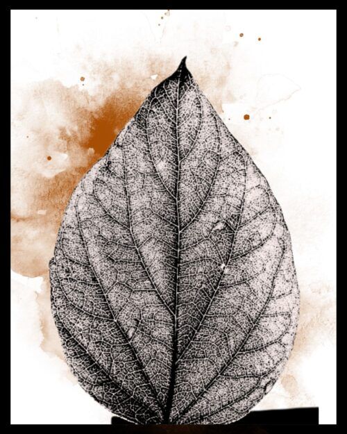 Té Negro